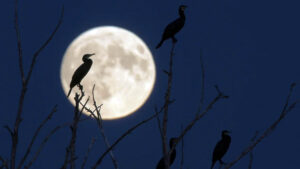 A full eclipse supermoon also creates a partial lunar eclipse